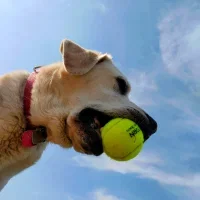CrazyTennisLeague