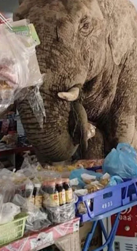 Éléphant en superètte